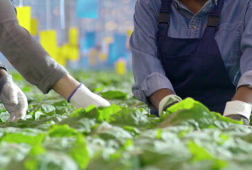 Corte dei Conti Ue, poco efficaci i fondi per l'innovazione in agricoltura