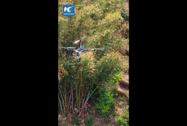 Cina, droni trasportano tè dalle piantagioni montane