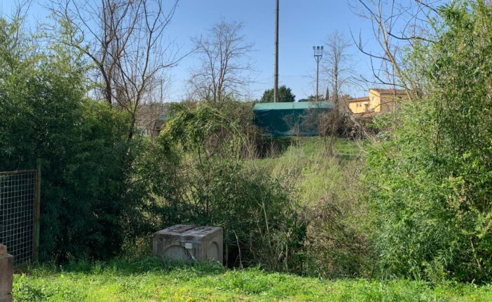 Cb6: intervento sul torrente Arbia per una pianta pericolante