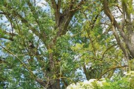 Sos Arbia: ambientalisti contro il taglio degli alberi