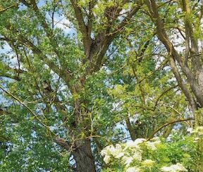 Sos Arbia: ambientalisti contro il taglio degli alberi