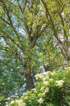 Sos Arbia: ambientalisti contro il taglio degli alberi