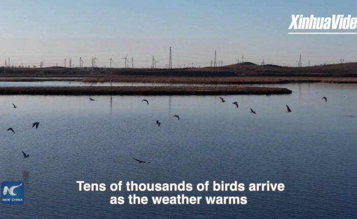 Cina, uccelli migratori tornano nella zona umida di Kangba Noel