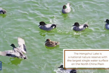 Cina, sul lago Hengshui decine di migliaia di uccelli migratori