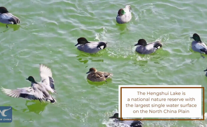 Cina, sul lago Hengshui decine di migliaia di uccelli migratori