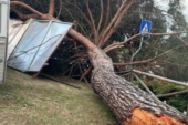 Cade un pino all’interno dei giardini di Bettolle