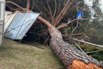 Cade un pino all’interno dei giardini di Bettolle