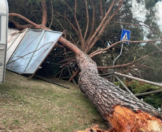 Cade un pino all’interno dei giardini di Bettolle