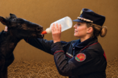 E’ nata Verbena la cavallina di Monterufoli dei Carabinieri Biodiversità