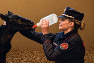 E’ nata Verbena la cavallina di Monterufoli dei Carabinieri Biodiversità