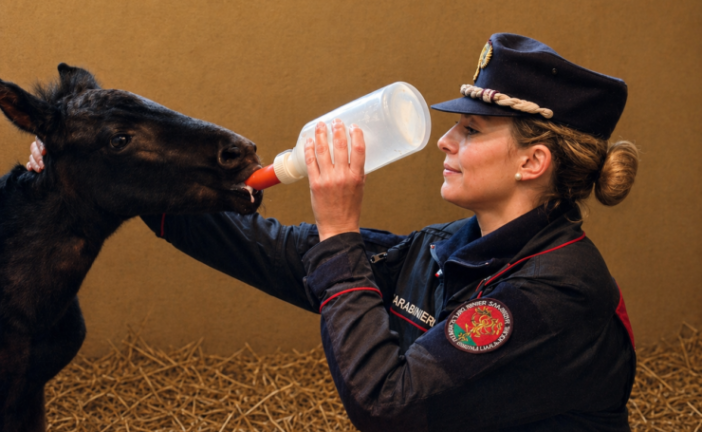 E’ nata Verbena la cavallina di Monterufoli dei Carabinieri Biodiversità