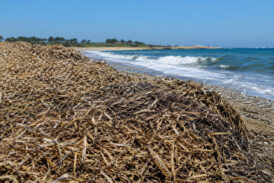 A Punta Ala “Circular Posidonia e la nuova bioeconomia del Mediterraneo”