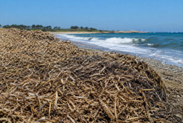 A Punta Ala “Circular Posidonia e la nuova bioeconomia del Mediterraneo”