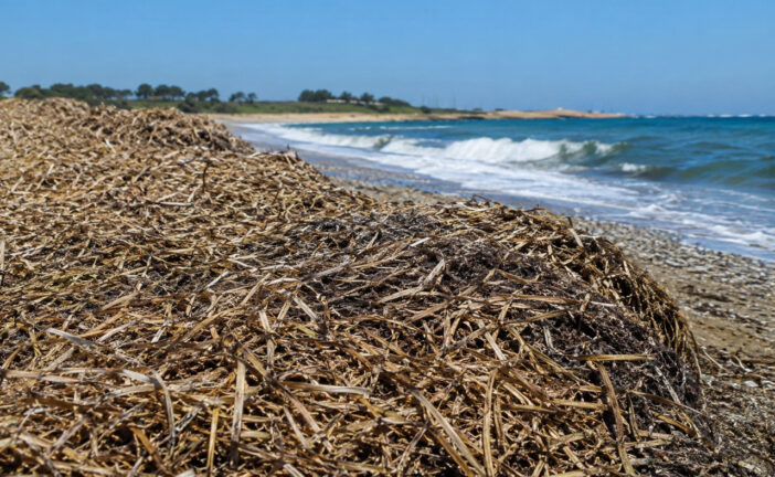 A Punta Ala “Circular Posidonia e la nuova bioeconomia del Mediterraneo”