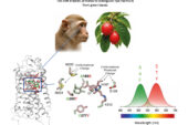 Come vediamo i colori? Su “Science” svelato il processo della percezione cromatica