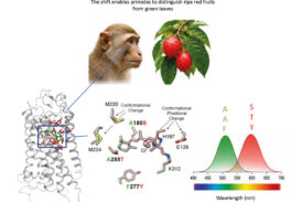 Come vediamo i colori? Su “Science” svelato il processo della percezione cromatica