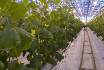 Agricoltura, produzione in lieve crescita e occupati in calo