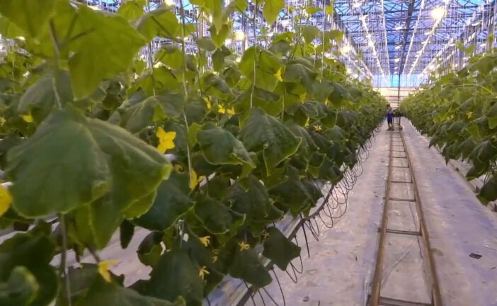 Agricoltura, produzione in lieve crescita e occupati in calo