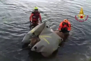 Sassari, mucca viene salvata nel fiume Coghinas da Vigili del Fuoco: le immagini