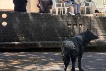 Un lupo a Piancastagnaio: l’arte che coinvolge