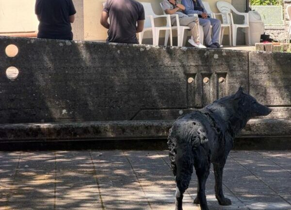 Un lupo a Piancastagnaio: l’arte che coinvolge