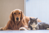 A Montepulciano si potrà tumulare le ceneri degli animali d’affezione assieme al proprietario