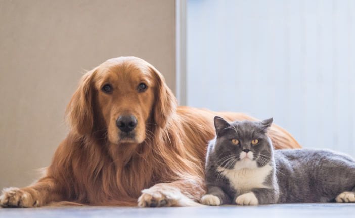 A Montepulciano si potrà tumulare le ceneri degli animali d’affezione assieme al proprietario