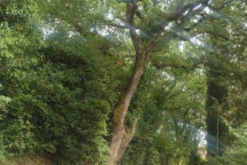 La quercia dei Cappuccini: la preoccupazione del Coordinamento Montagnola Senese