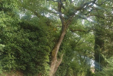 La quercia dei Cappuccini: la preoccupazione del Coordinamento Montagnola Senese