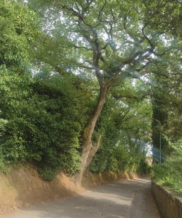 La quercia dei Cappuccini: la preoccupazione del Comitato Montagnola Senese