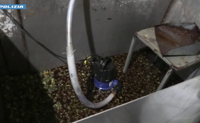 Piantagione di marijuana in un bunker segreto nel Foggiano, 5 arresti