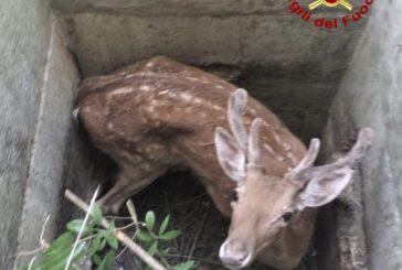Chiusdino: salvato dai Vigili del fuoco un daino adulto