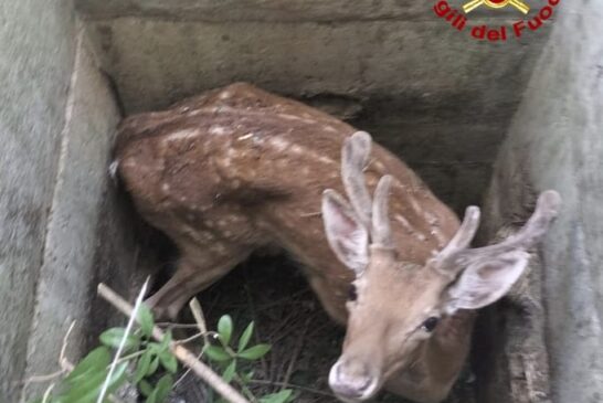 Chiusdino: salvato dai Vigili del fuoco un daino adulto