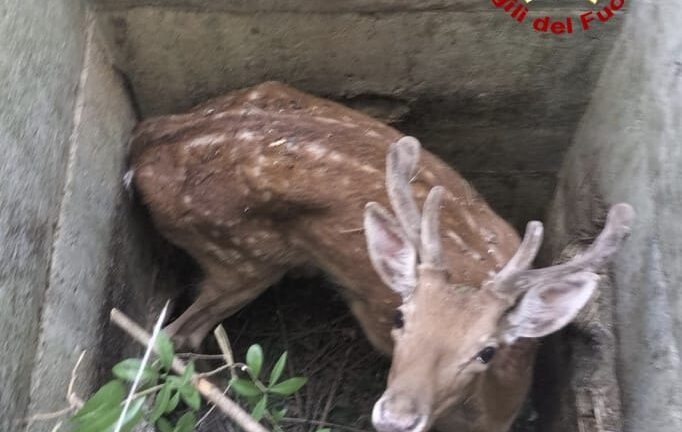 Chiusdino: salvato dai Vigili del fuoco un daino adulto