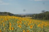 I girasoli intorno all’antenna delle Balze di Caspreno