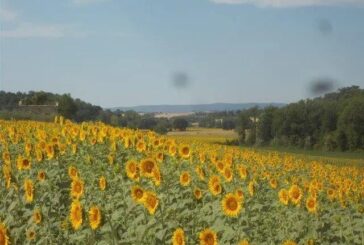 I girasoli intorno all’antenna delle Balze di Caspreno