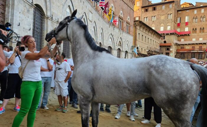 Palio: trentacinque i cavalli presentati alla Tratta
