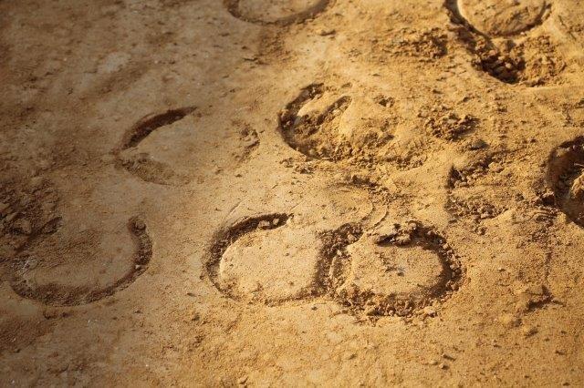 Palio: quando il fantino era il braccio della contrada