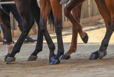 Palio 18 agosto: le altre mosse