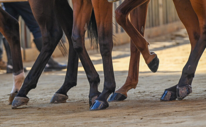 Palio 18 agosto: le altre mosse