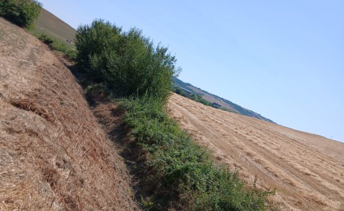 CB6 all’opera sul fosso dei Semiti a Torrenieri