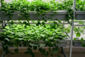 Viticoltura più resiliente ai cambiamenti climatici: il progetto al Santa Chiara Lab
