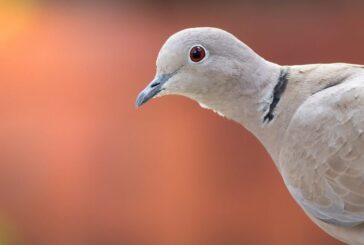 Caccia: ambientalisti e animalisti contro la seconda giornata di preapertura