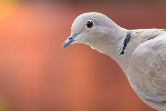 Caccia: ambientalisti e animalisti contro la seconda giornata di preapertura