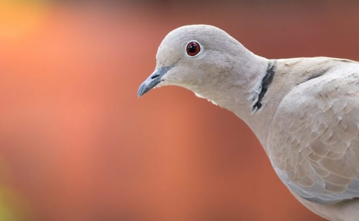 Caccia: ambientalisti e animalisti contro la seconda giornata di preapertura