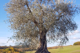 Castelnuovo Berardenga, la Camminata tra gli Olivi unisce natura, storia e olio nuovo