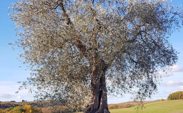 Castelnuovo Berardenga, la Camminata tra gli Olivi unisce natura, storia e olio nuovo