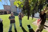 Gli studenti dell’Istituto Agrario vendemmiano nel giardino di Palazzo Sergardi Biringucci