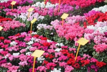 Siena in fiore: appuntamento nei giardini di San Prospero