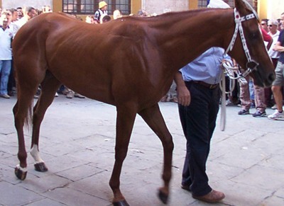 Palio di Agosto, i 33 cavalli ammessi alla tratta